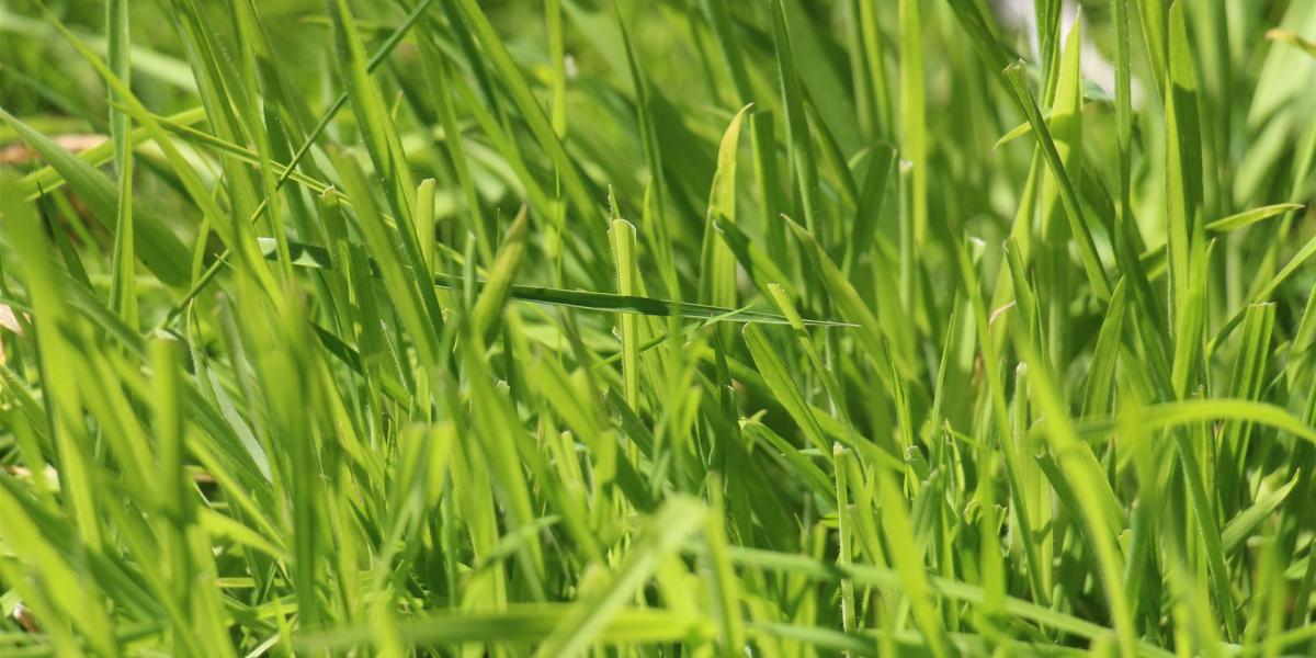 gras, windows wallpaper, rasen, laptop-hintergrundbild, grün, wiese, natur, halme, struktur, sommer, grashalme, saftig, hintergrundbild 4k, frühling, textur, hintergrund, garten, mähen, hd-hintergrund, rasenfläche, kostenloser hintergrund, 4k-hinterg