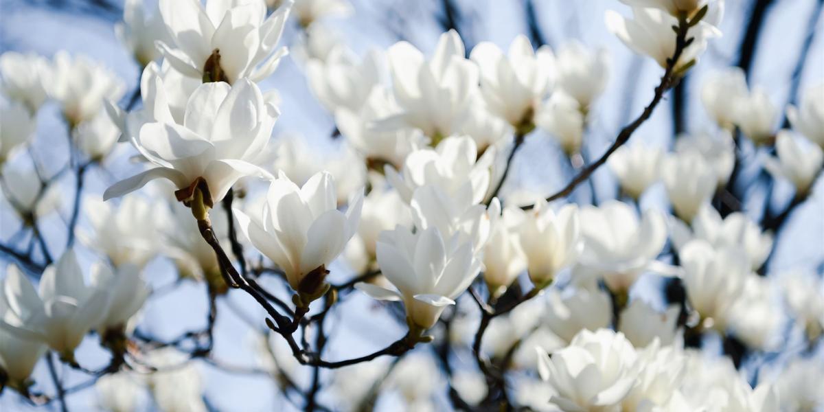 blumen, magnolie, blüte, natur, japan, schöne blumen, landschaft, weiß, frühling, frühling, frühling, frühling, blumen hintergrund, frühling, blumentapete, frühling