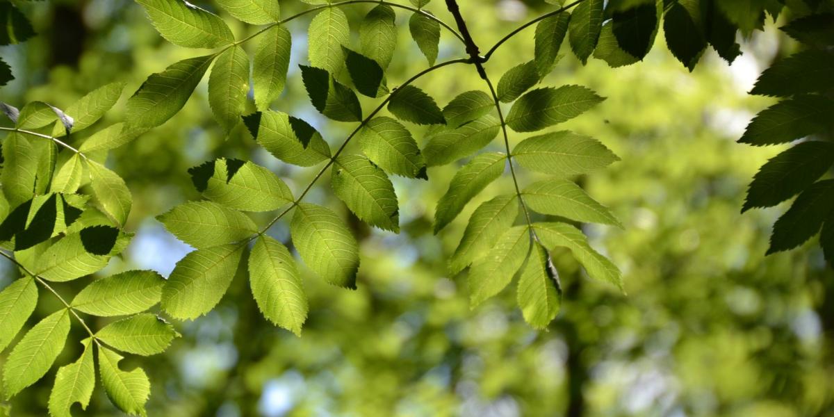 baum, blätter, esche, natur, wald, grün, licht, gegenlicht, gefiedert, sonne, wandern